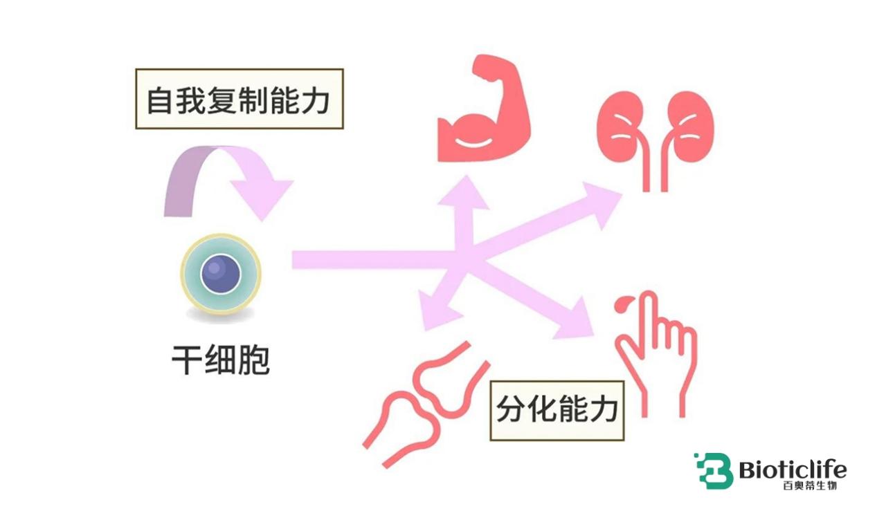 百奥蒂（BIOTICLIFE）：为什么科学家说“干细胞是一把双刃剑”？