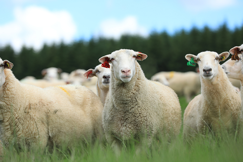 全球抗疫期间，Spring Sheep绵羊奶粉有话说